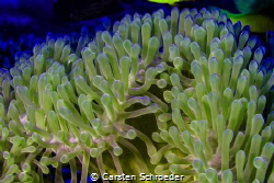 Anemone by Carsten Schroeder 